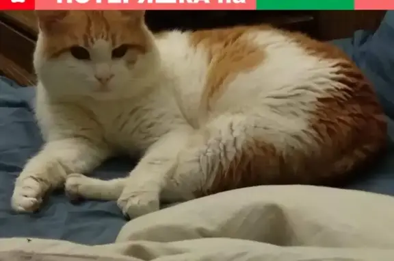 Потерянные животные Сергиев Посад, фото: Пропала кошка на Воздвиженской улице, Сергиев Посад