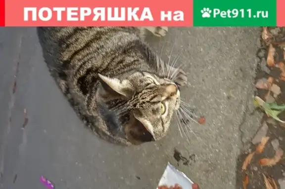 Найдена кошка на Ленинском проспекте, ищет дом