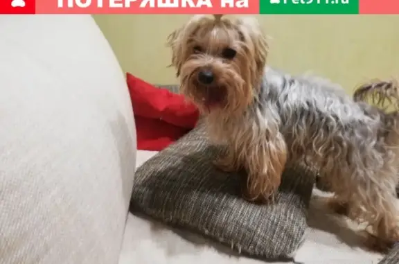 Собака найдена в Терновке, Пенза