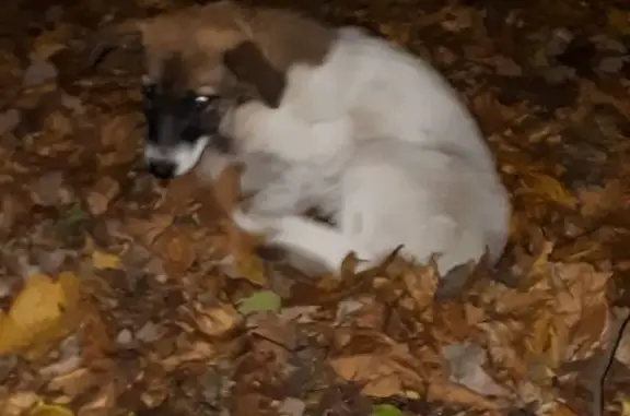 Найдена собака в Санкт-Петербурге