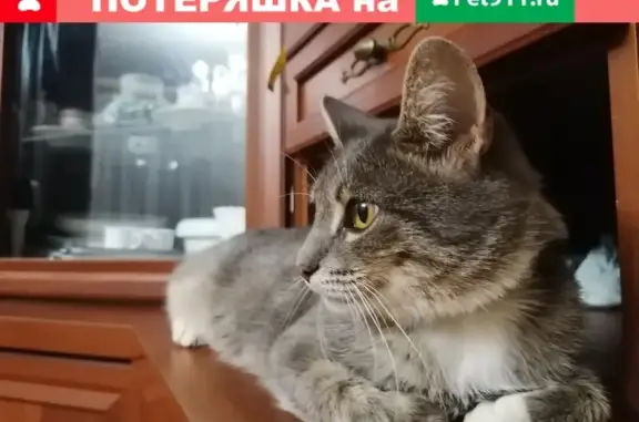 Найдена кошка на ул. Говорова, 15