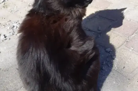 Пропала кошка в районе Октябрьского проспекта, Всеволожск.