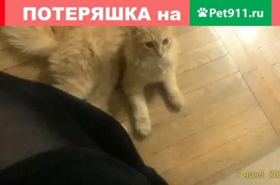Найдена рыжая кошка на Зиповской, 21