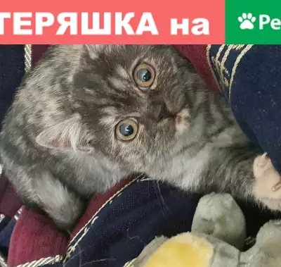 Найдена кошка, 6 мес, британец, ул. Ленина 417И/1, Ставрополь