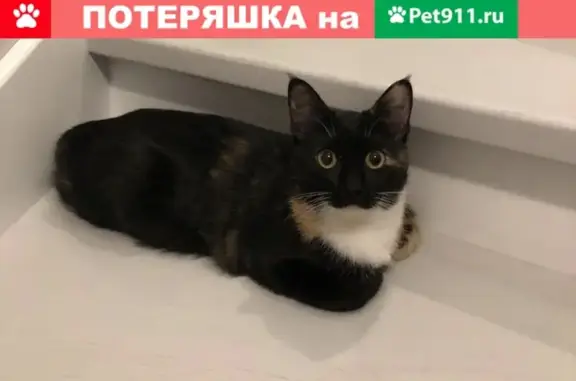 Пропала кошка Ночка на ул. Ломоносова, Ростовская область