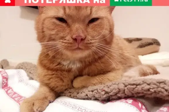 Найден кот в деревне Губкино, Одинцовский район