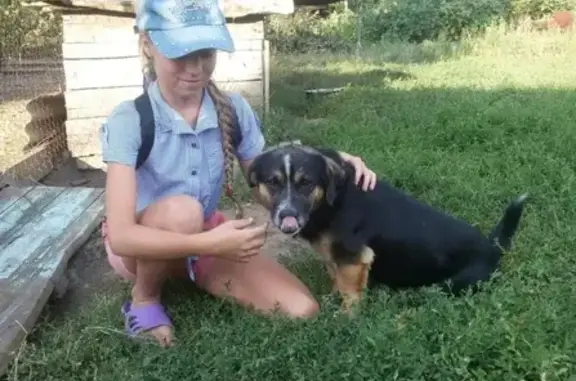 Собаки потеряшки, Липецк, фото: Потеряшка собака Барон около автовокзала в Липецке