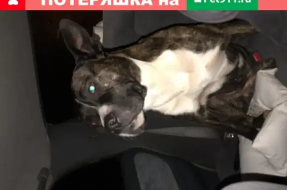 Найдена собака в Тюмени, Олимпия.