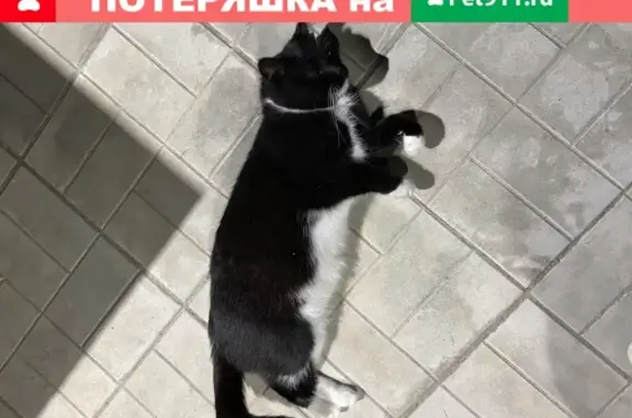 Пропал кот в селе Уборы, Одинцовский район