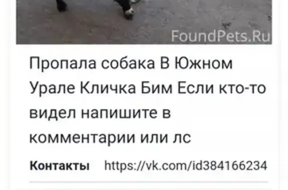 Пропала маленькая собака в селе Южный Урал, Оренбургская область