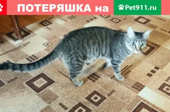 Кошка ищет добрые руки в Томске