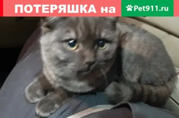 Найден котик на парковке Меги Теплый Стан!