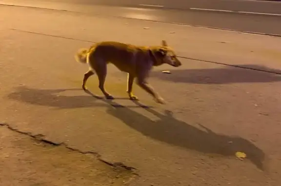 Пропала собака Альфа в Казани, тел. 89083422591