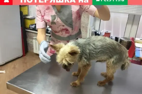 Найдена собака в Ленинском округе, Московская область