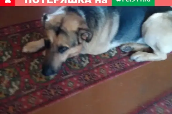 Пропала собака Грей в МО, Рузский район, Морево.