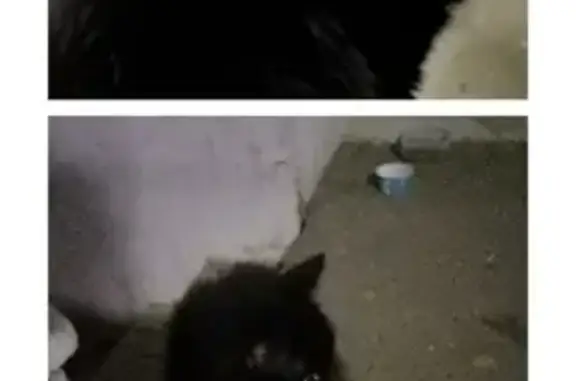 Найдена пушистая кошка в Коломне, Девичье поле 12 корпус 2.