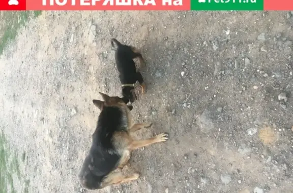 Пропала собака Дара в селе Приютово, Оренбургская область