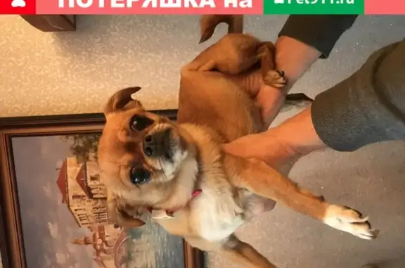 Найдена собака на ул. Дрожжевая, похожая на чихуахуа