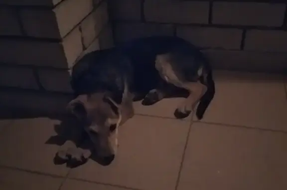 Собака Кутенок найдена на Гвардейской, 5Б (Россия, Саратов)