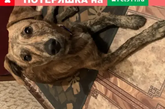 Найдена собака с ошейником в Железнодорожном районе