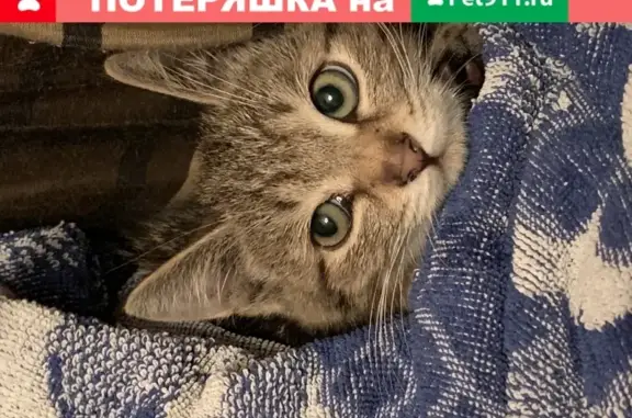 Найдена кошка-котенок на Нахимовском проспекте, Москва