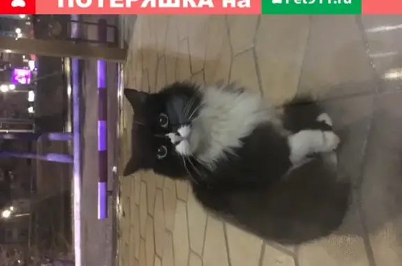 Найдена кошка в Омске