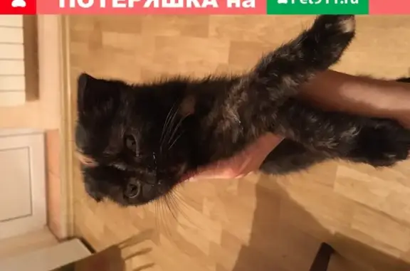 Найден котёнок на углу Головатого и Братьев Игнатовых в Краснодаре