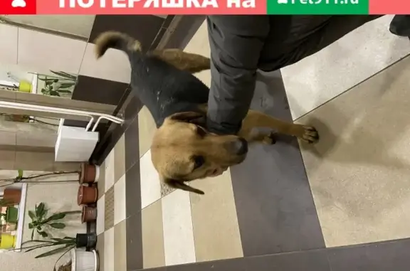 Найдена собака в Мытищах на ул. Борисовка