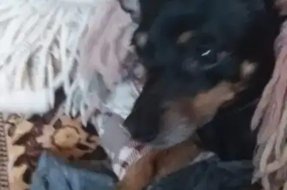 Пропала собака в Финской деревне, Чехов