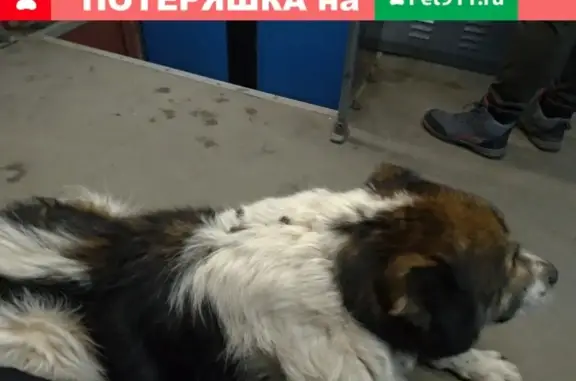 Собака без ошейника в трамвае №1 в Томске
