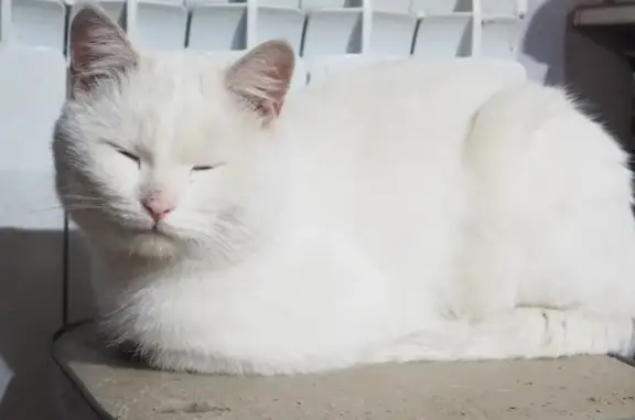 Найдены кошка и белый кот на Тамбовской улице, Пенза