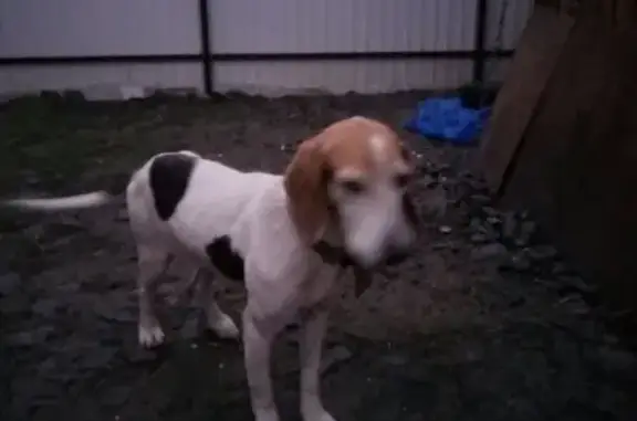 Найдена собака в Белгородской области