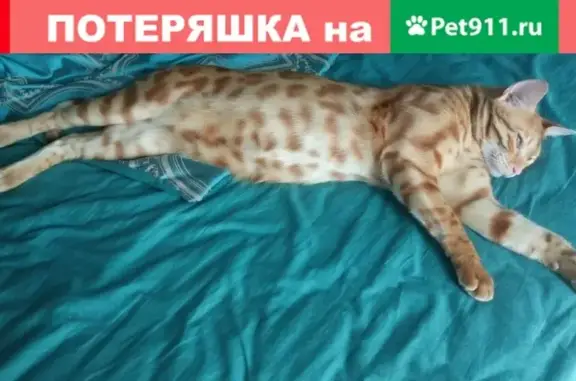 Пропал кот в Малаховке, Московская область