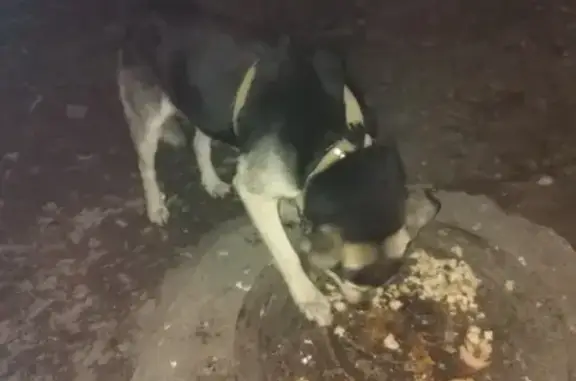 Ухоженная собака во дворе Первомайского района