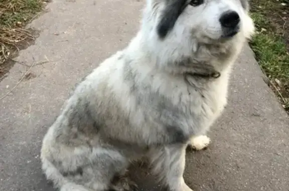 Найден красивый пес у пруда в Балашихе