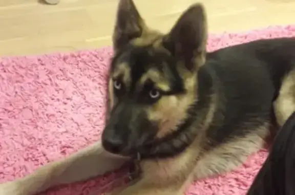 Найдена собака с голубыми глазами в Краснообске