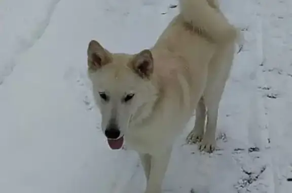 Пропала собака в районе Гомзово-Тарханово (Йошкар-Ола)