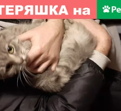 Серая кошка в подвале на ул. Дзержинского, Калининград