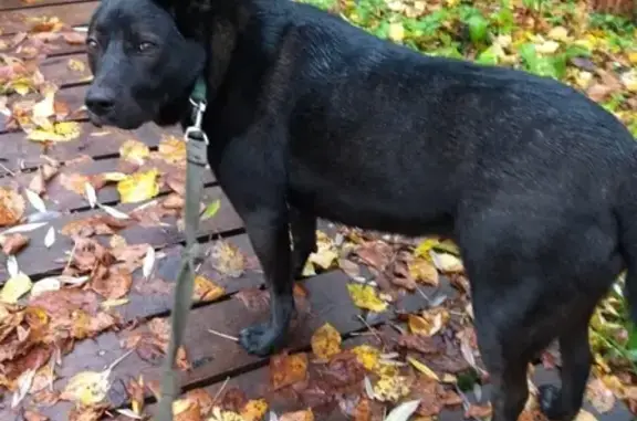 Пропала собака Рада, черный окрас, 8 лет, из поселка Сосны-1