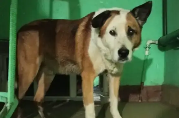 Найдена бездомная собака на ул. Плетневая, Иваново