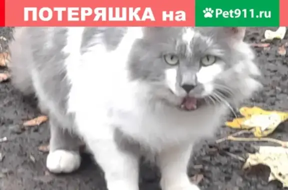 Потерян кот на Нахимовском проспекте в Москве