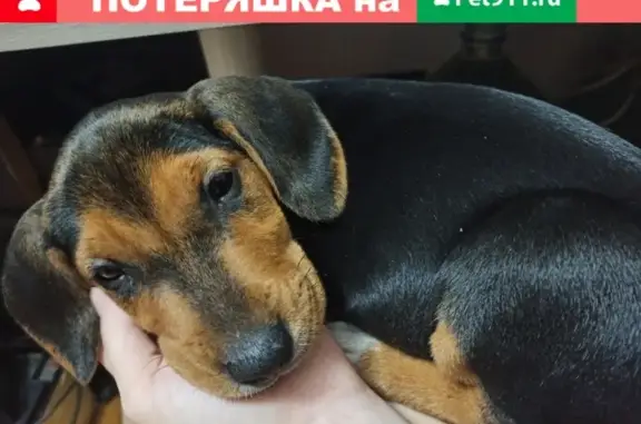 Найдена породистая собака в Анапе на ул. Рождественская