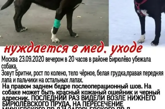 Пропала собака на улице Ставропольской