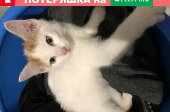 Найдена рыжая кошка в Иркутске, микрорайон Юбилейный