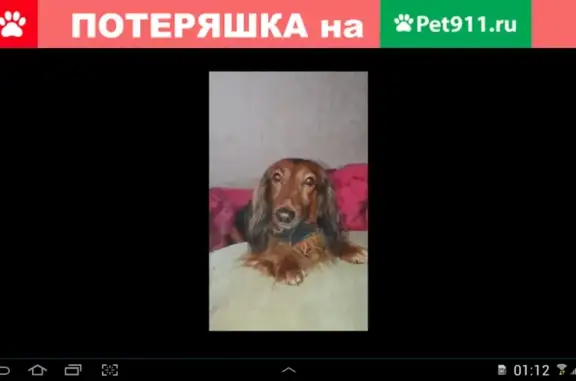 Пропала собака мини такса в Москве.