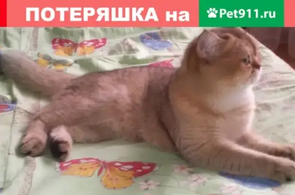 Пропала кошка Флорик в Обнинске на ул. Молодёжной