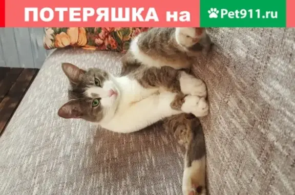 Пропал кот Пуля возле станции Красногорская (тел. 89854242129)