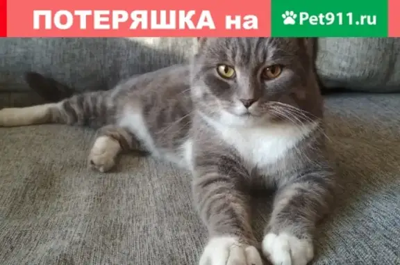 Найден кот на Сиреневом бульваре, Москва