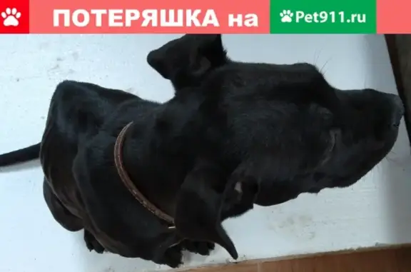 Щенок черного окраса найден в Мансурово, Московская область