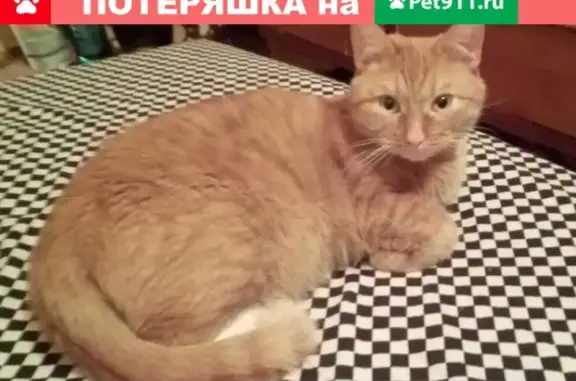 Пропала кошка в Лобне, Чкаловская д. 7 к. 1, вознаграждение